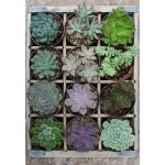 Puzzle Plante Suculente, 300 Piese - imagine 3