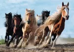Trefl - Puzzle Trefl 1000 Cai La Galop - imagine 2